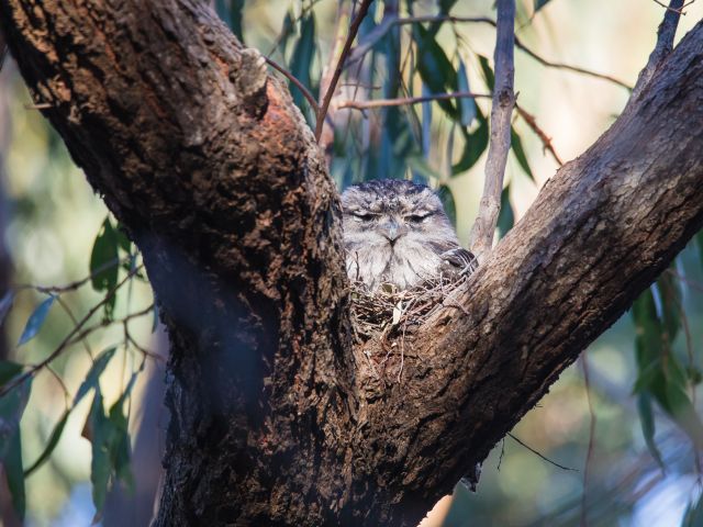 Tawny Frogmouth