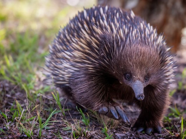 Echidna in the wild