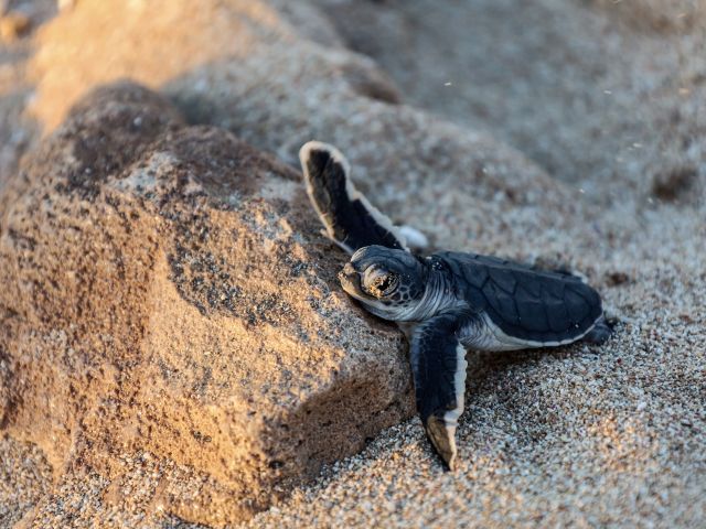 Turtle hatchling at Ningaloo Reef, Western Australia