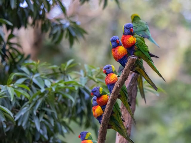 Rainbow lorikeets