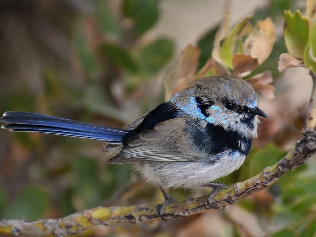 Splendid fairy wren
