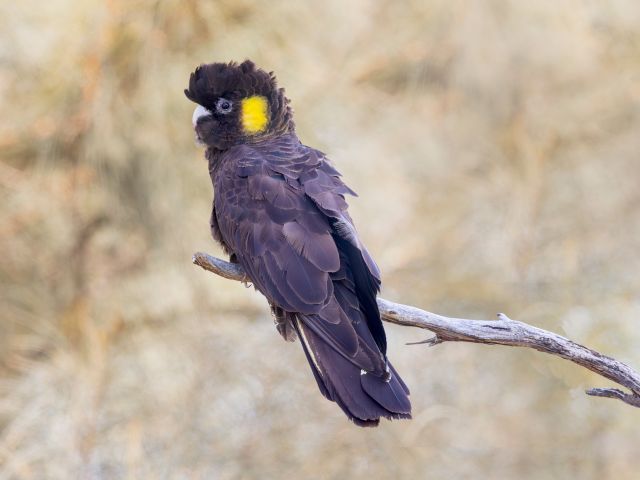 Black cockatoo
