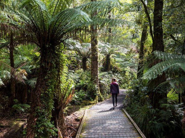 the ancient rainforest of Tarra-Bulga National Park