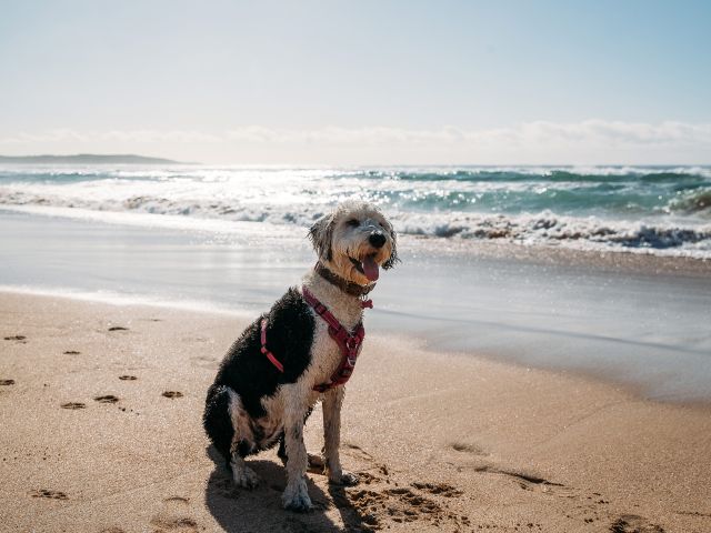 a dog on Greenhills Dog Beach sutherland shire
