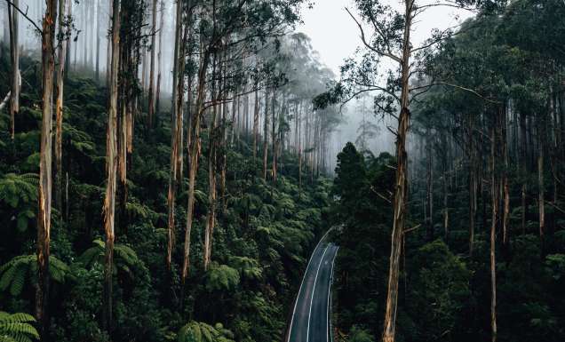 forested canopy of The Black Spur drive
