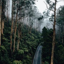 forested canopy of The Black Spur drive