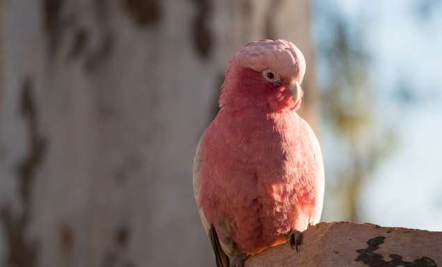 Pink galah