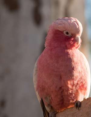 Pink galah