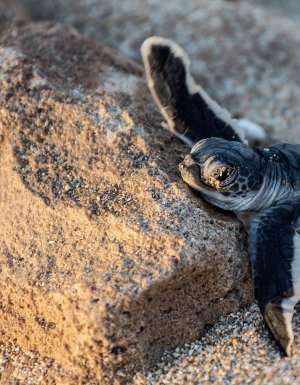 Turtle hatchling at Ningaloo Reef, Western Australia