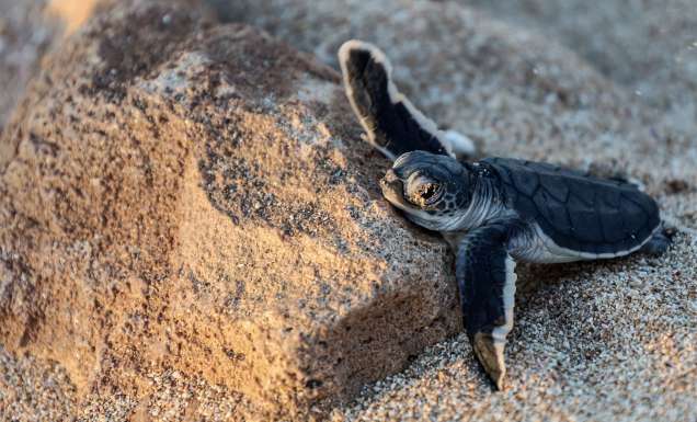 Turtle hatchling at Ningaloo Reef, Western Australia