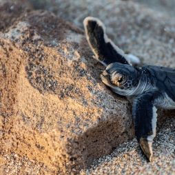 Turtle hatchling at Ningaloo Reef, Western Australia