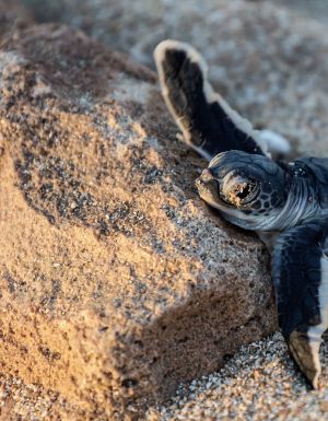 Turtle hatchling at Ningaloo Reef, Western Australia