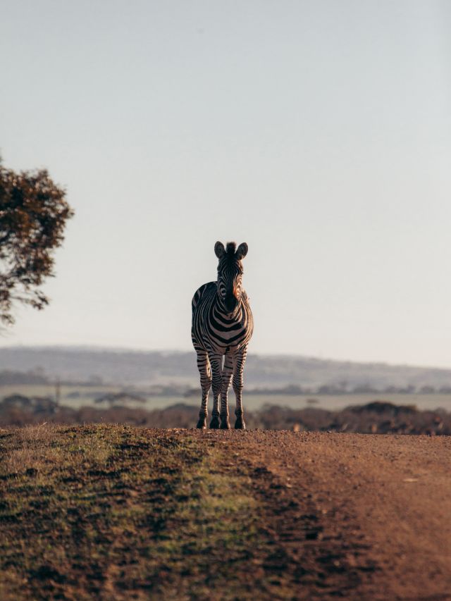 a zebra in Monarto Safari Park