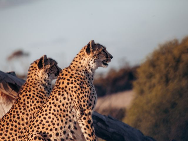 cheetahs in Monarto Safari Park