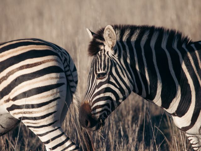 zebras in Monarto Safari Park