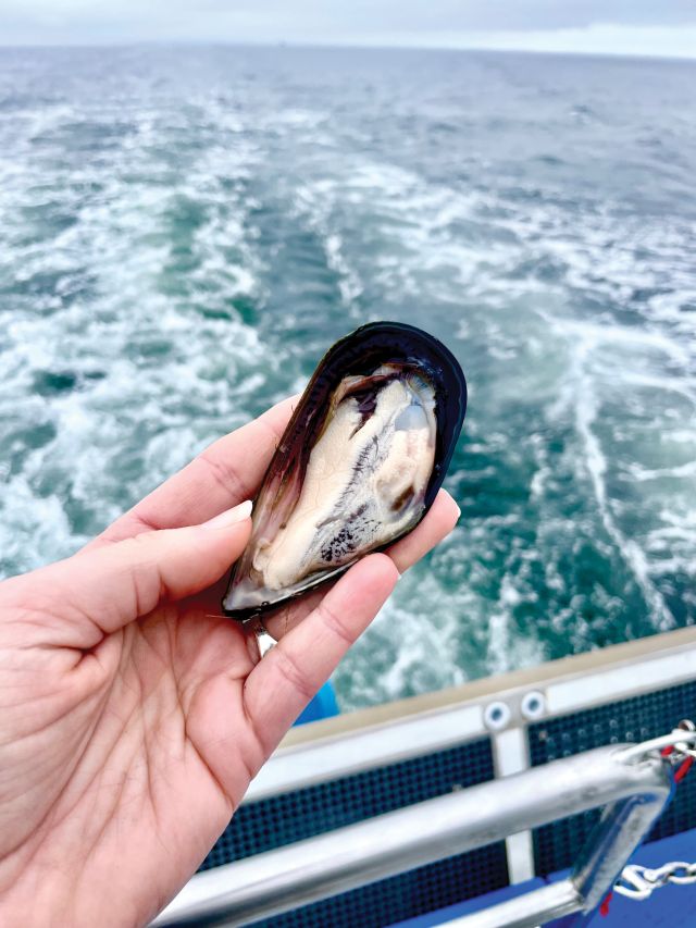 a hand holding a Portarlington mussel
