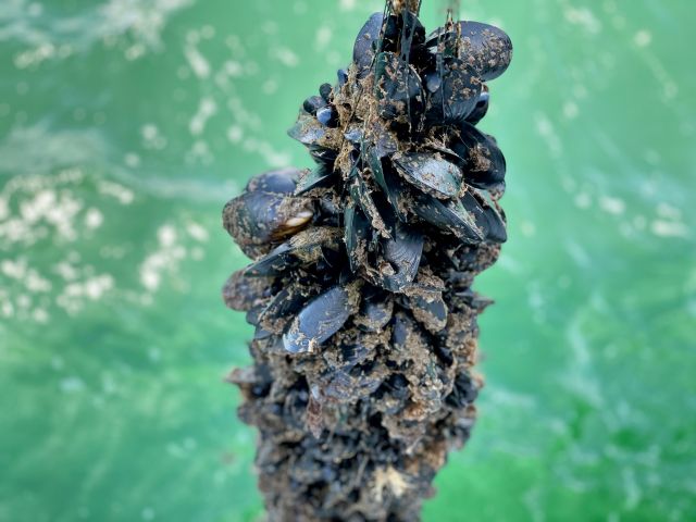 blue mussels off Portarlington