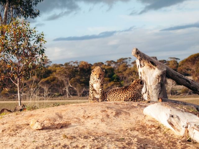 cheetahs in Monarto Safari Park