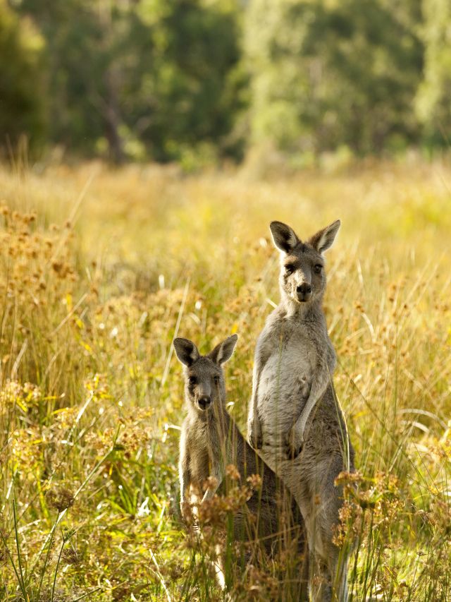 kangaroos near Halls Gap, Grampians National Park