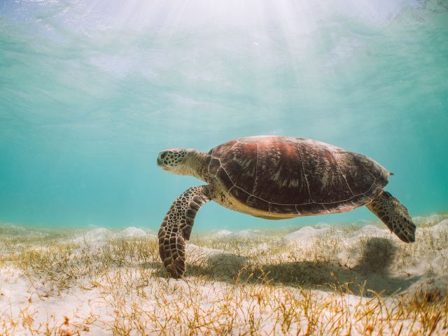 a turtle swimming near lizard island