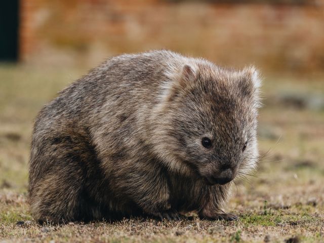 wombat along the Maria Island Walk tasmania