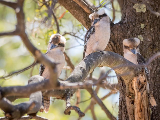 Kookaburras on a tree