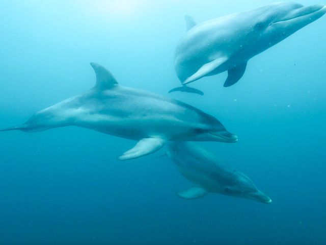 dolphins swimming in Port Phillip Head Marine Park