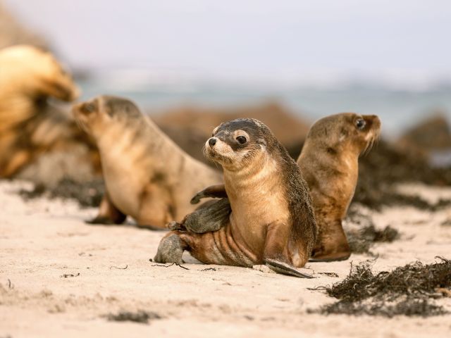 seal pups on Seal Bay Conservation Park Kangaroo Island south australia