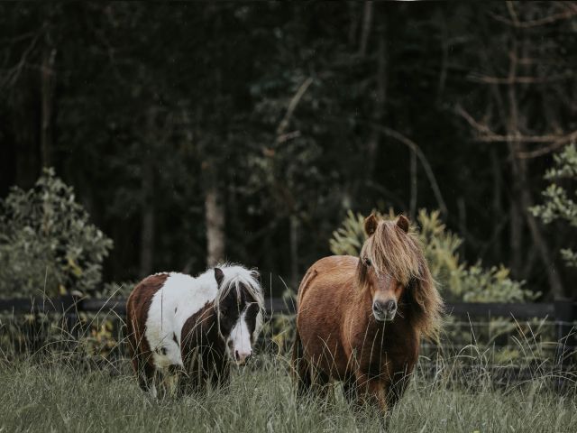 Horses at Sixty6 Acres