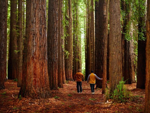 Redwood Forest, Yarra Valley