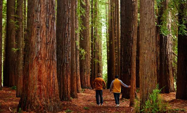 Redwood Forest, Yarra Valley