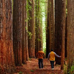 Redwood Forest, Yarra Valley