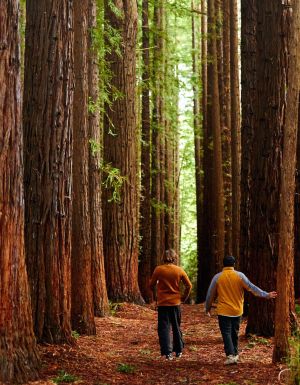Redwood Forest, Yarra Valley