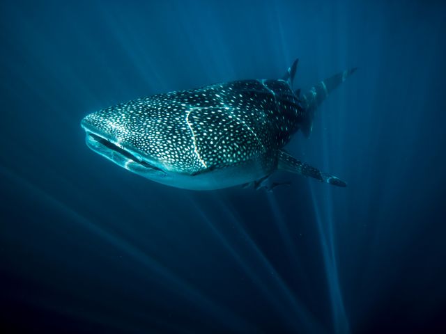 Whale shark Ningaloo Reef