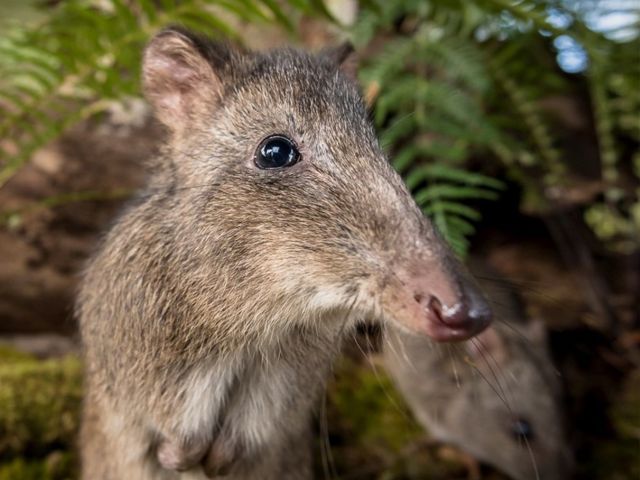 bush rat on Wildlife Wonders tour
