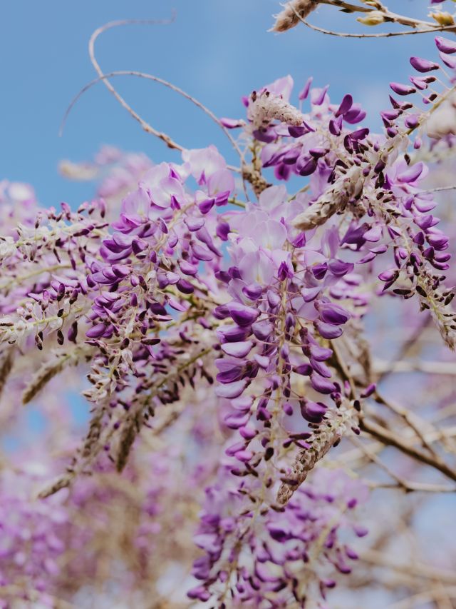 purple flowers hanging from a tree