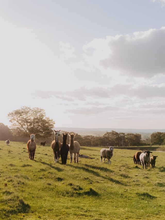 farm animals atKyneton Ridge Estate