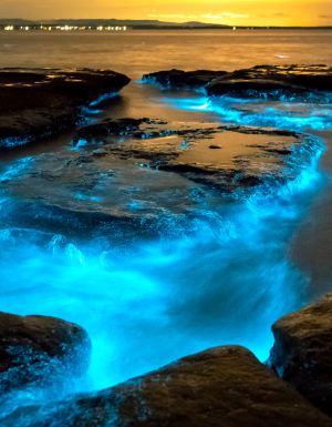 bright blue waters caused by bioluminescence
