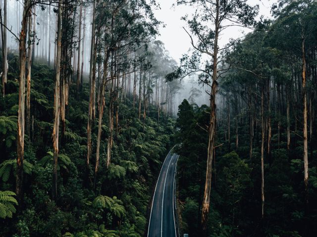 The Black Spur drive