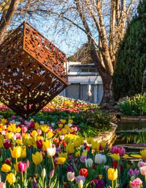 Tulips blooming in front of a sculpture