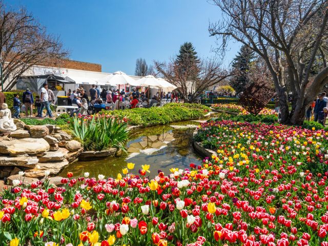 bowral tulip festival