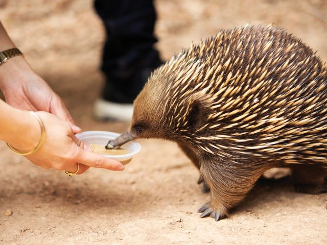 echidna at Healesville Sanctuary