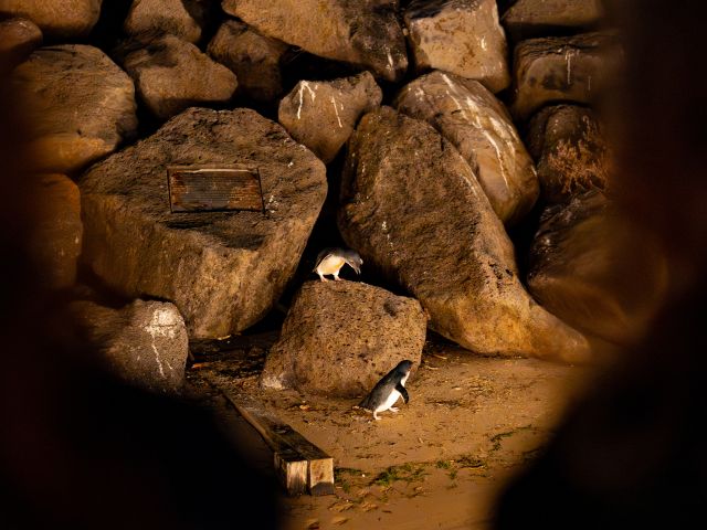 Little penguins on the rocks at St Kilda