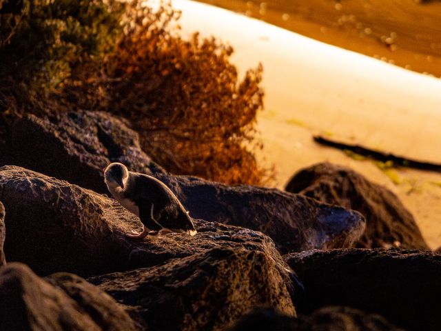 a little penguin on the rocks at St Kilda