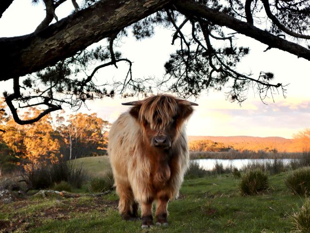 a Highland cow at The Swallow’s Nest, Bowral