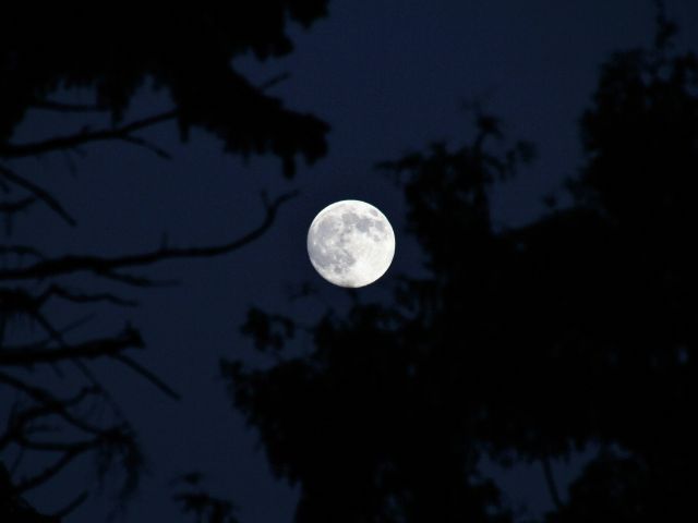Full beaver moon through the tree leaves