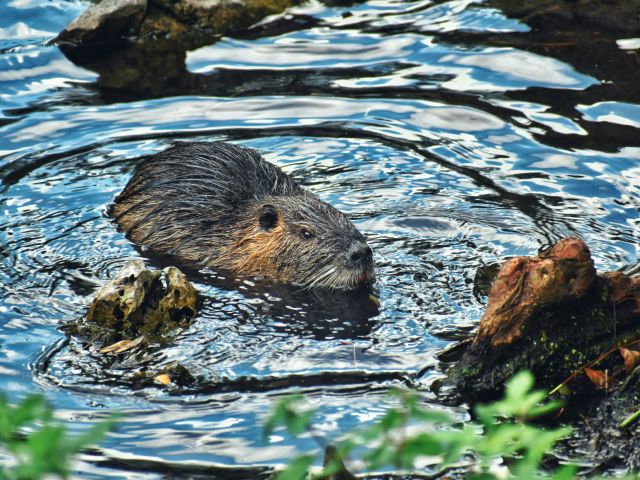 Beaver swimming and making dam