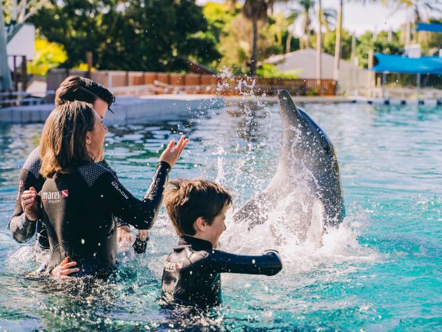 family swimming with dolphin at the Coffs Coast Wildlife Sanctuary