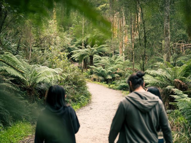 two people walking through Dandenong Ranges National Park