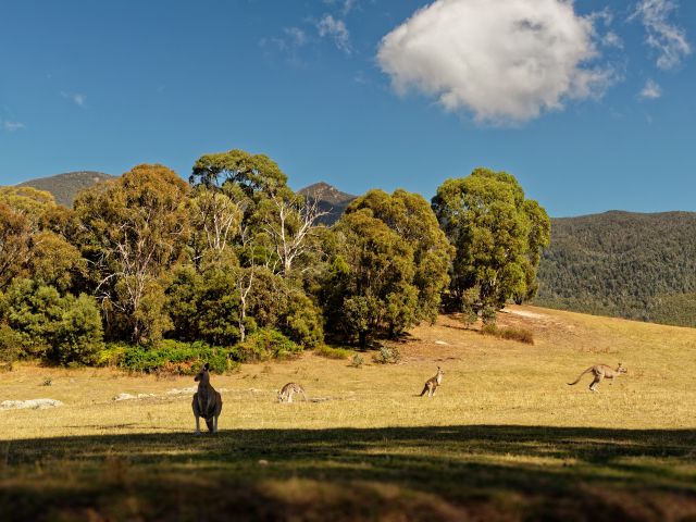 Tidbinbilla Ranges, ACT